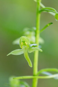 Зеленоцветна платантера (Platanthera chlorantha)