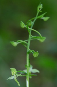 Зеленоцветна платантера (Platanthera chlorantha)