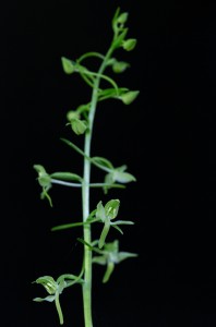 Зеленоцветна платантера (Platanthera chlorantha)