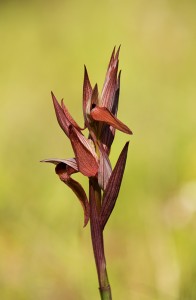Палешников серапиас (Serapias vomeracea)