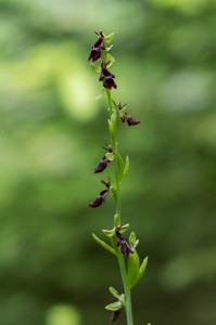 Насекомовидна пчелица (Ophrys insectifera)