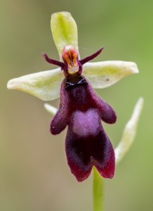 Насекомовидна пчелица (Ophrys insectifera)
